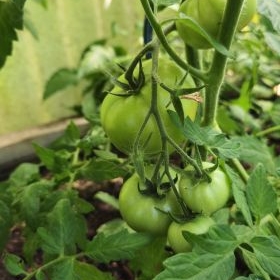 TomatenMarkeTresor 2026-06-20 11.12.